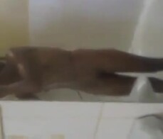 Elodie malgache madagascar