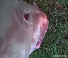 Horror Porn 9 Wild Beast