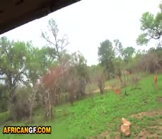 Ebony girlfriend sucking my big ivory cock at safari camper van