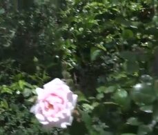 LA NOVICE - Hardcore pussy drilling for sweet curvy French amateur Emma Blanc